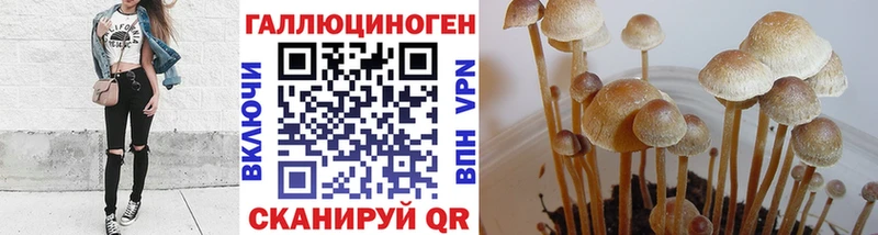 купить  сайты  Судак  Галлюциногенные грибы мицелий 